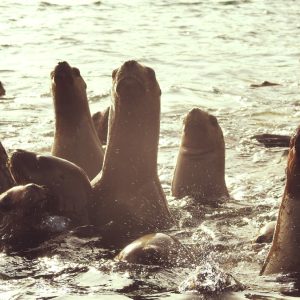 FOTO SECC - BIODIVERSIDAD